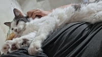 Mr Hanks (& sibling) - Photo 1