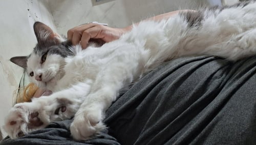 MR HANKS (& SIBLING) - Domestic Short Hair available for adoption