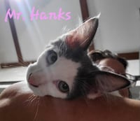 Mr Hanks (& sibling) - Photo 9
