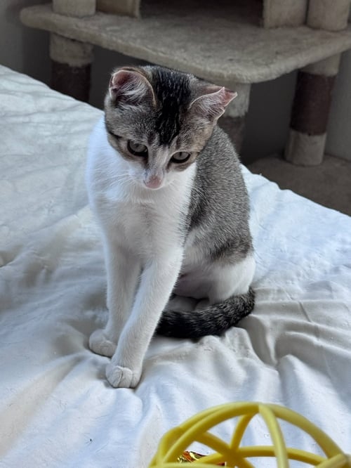 PRECIOUS - Domestic Short Hair available for adoption