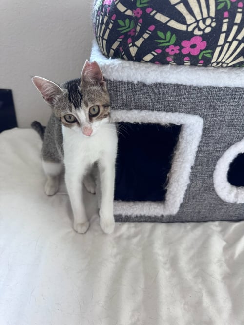 PRECIOUS - Domestic Short Hair available for adoption