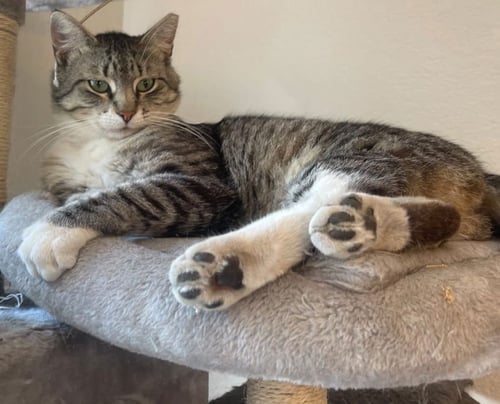 CASPIAN - Domestic Short Hair available for adoption