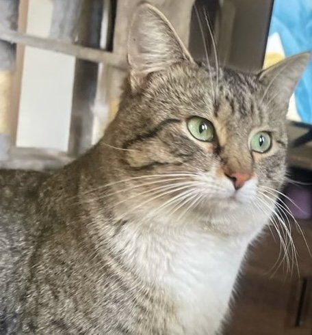 CASPIAN - Domestic Short Hair available for adoption