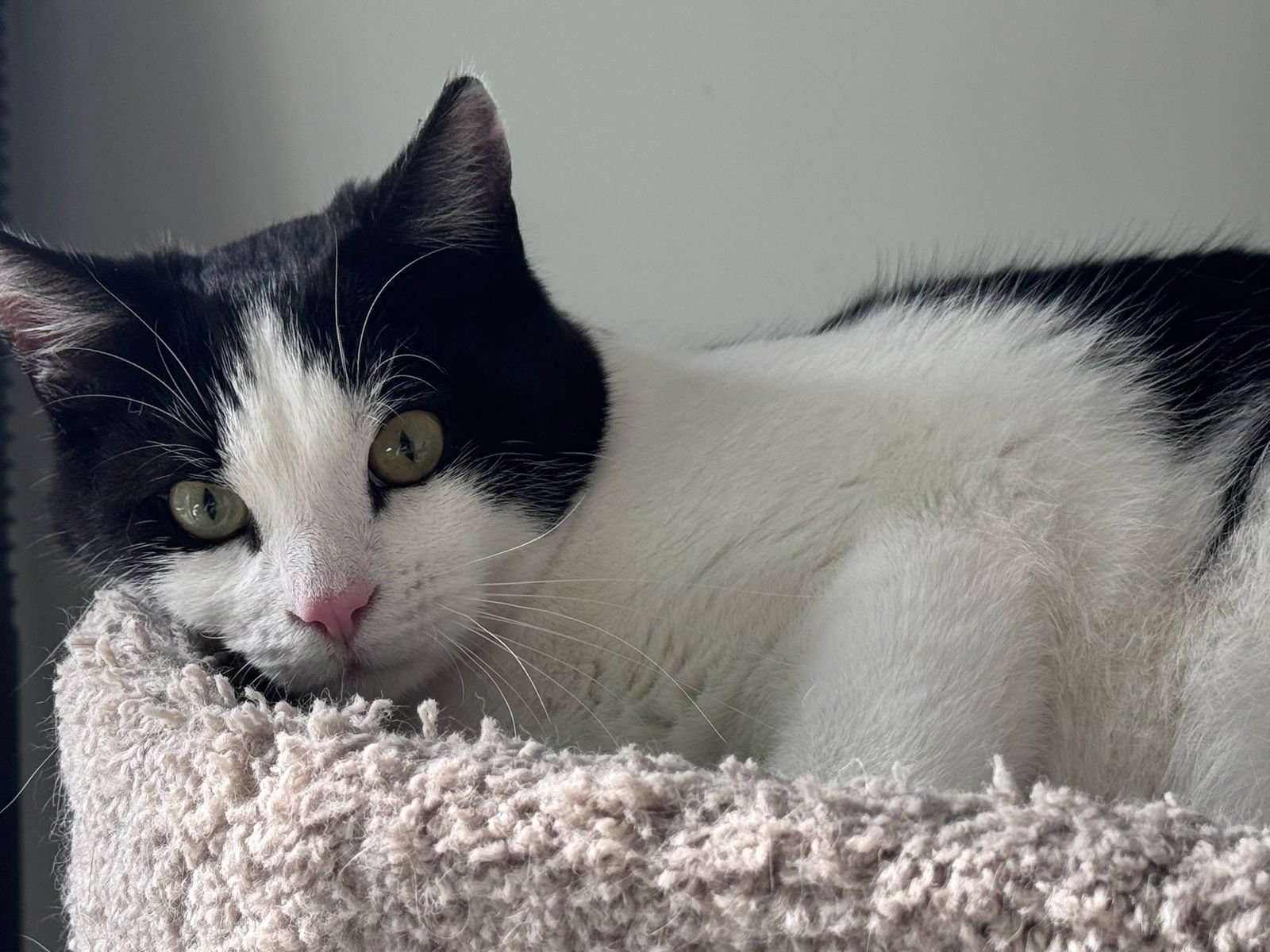 CHINO (& ONIX) - Domestic Short Hair for adoption in Hayward