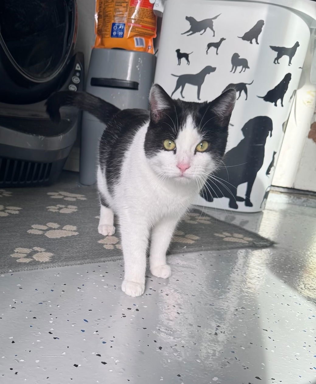 Chino (& Onix) - Photo 2