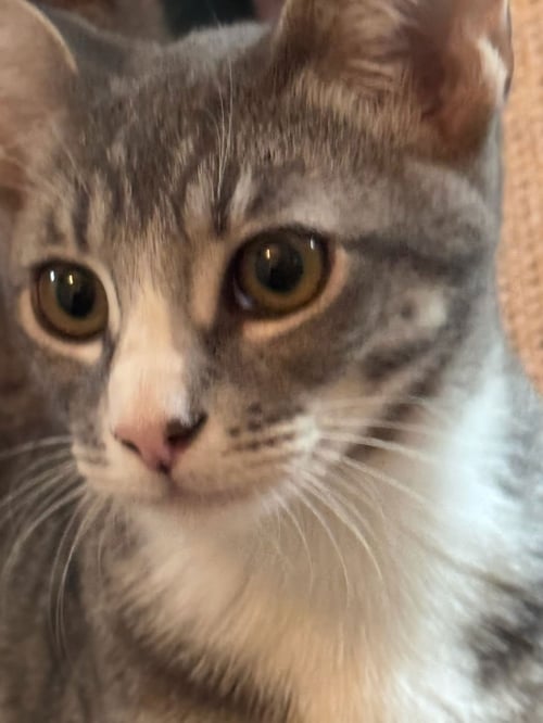 DOC (& JAX) - Domestic Short Hair available for adoption