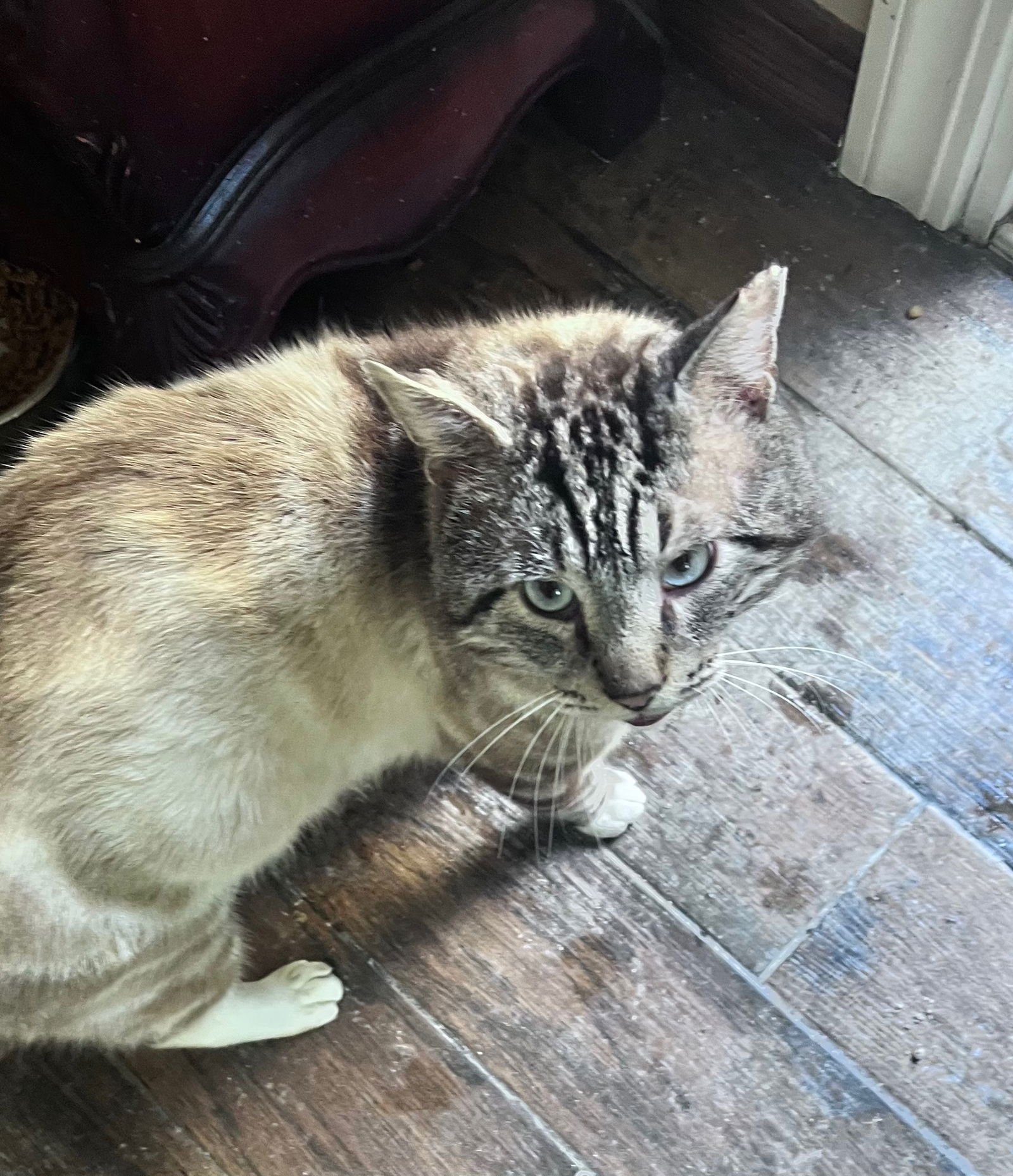 STERLING - Siamese for adoption in Hayward