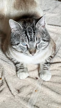 Sterling - Photo 4