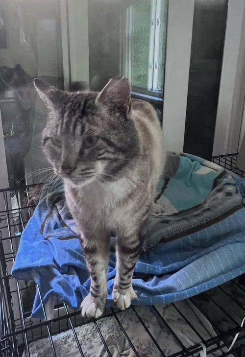 STERLING - Siamese available for adoption