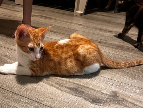 TIGGER (AND GOOFY) - Domestic Short Hair available for adoption