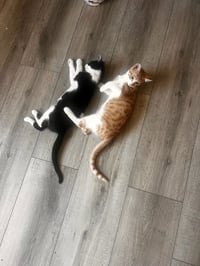 Tigger (and Goofy) - Photo 3