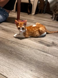 Tigger (and Goofy) - Photo 4