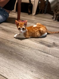 Tigger (and Goofy) - Photo 4