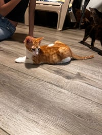 Tigger (and Goofy) - Photo 5