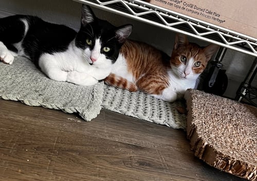 TIGGER (AND GOOFY) - Domestic Short Hair available for adoption