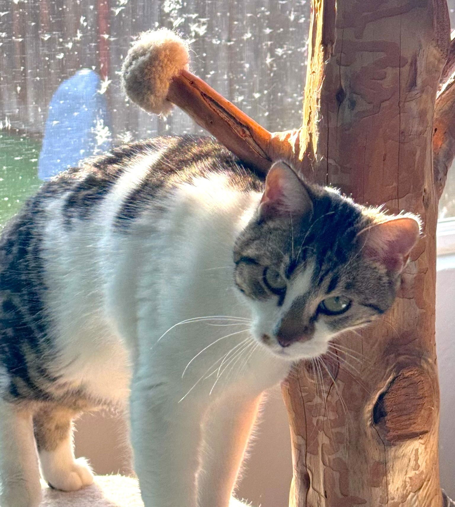 PRISSY (& ELVIS) - Domestic Short Hair for adoption in Hayward