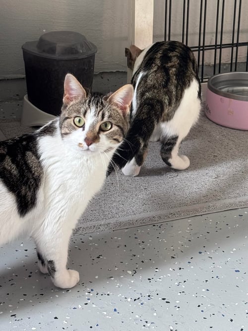 PRISSY (& ELVIS) - Domestic Short Hair available for adoption