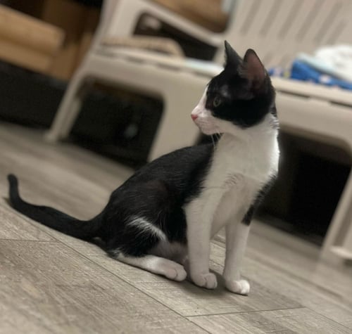 GOOFY (AND TIGGER) - Domestic Short Hair available for adoption