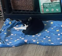 Goofy (and Tigger) - Photo 3