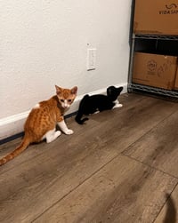 Goofy (and Tigger) - Photo 4