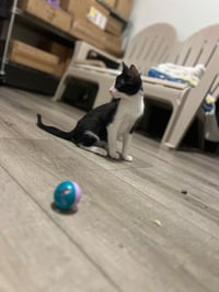 Goofy (and Tigger) - Photo 5