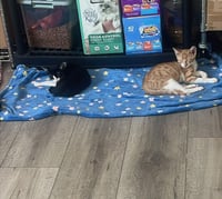 Goofy (and Tigger) - Photo 6