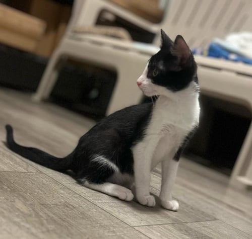 GOOFY (AND TIGGER) - Domestic Short Hair available for adoption