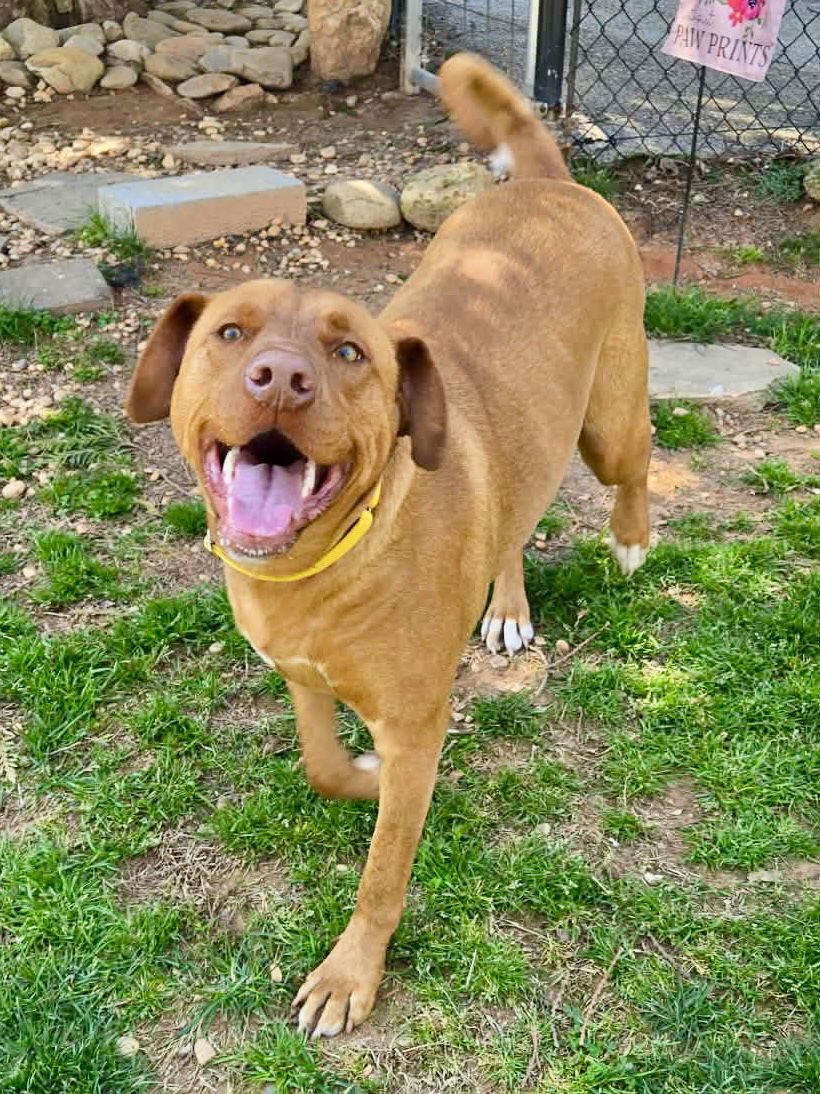 DAISY - Vizsla available for adoption