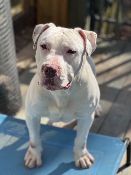 T BONE - American Bulldog available for adoption