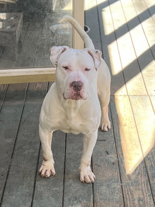 T BONE - American Bulldog available for adoption