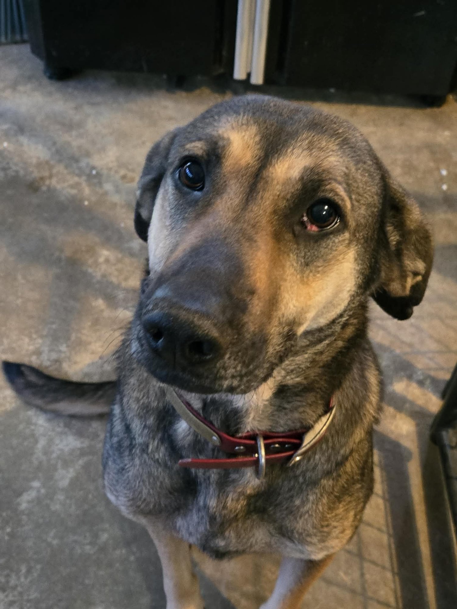 WISH - German Shepherd Dog available for adoption