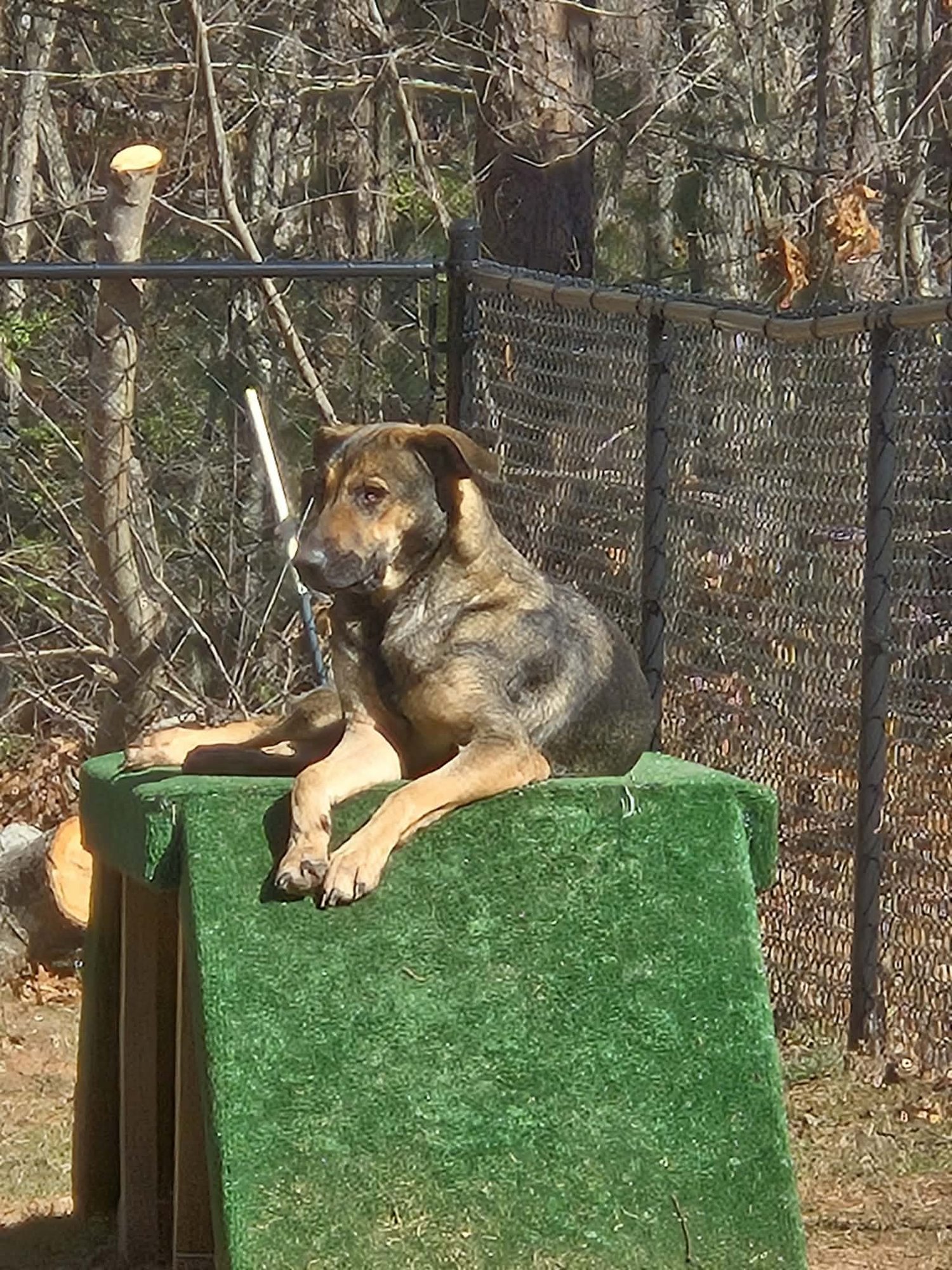WISH - German Shepherd Dog available for adoption