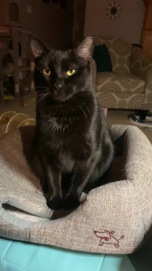 RAE - American Shorthair for adoption in Macon