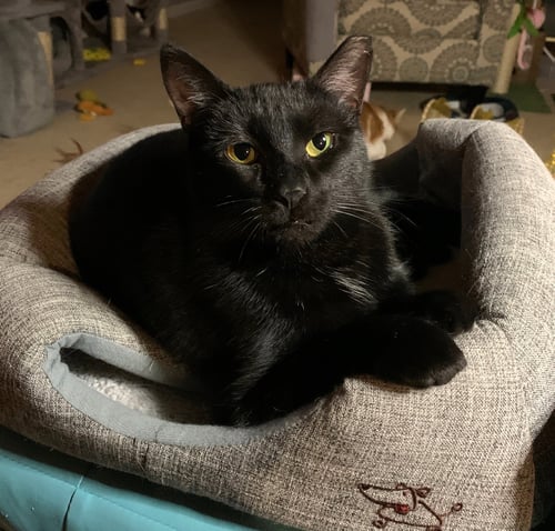 RAE - American Shorthair available for adoption