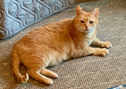 CLINT - American Shorthair for adoption in Macon