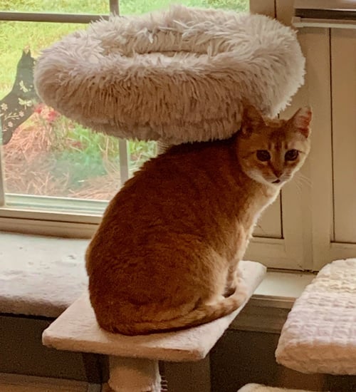 CLINT - American Shorthair available for adoption