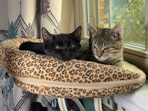 CARTER AND TUCKER - American Shorthair for adoption in Macon