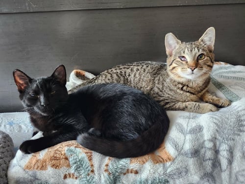 CARTER AND TUCKER - American Shorthair available for adoption