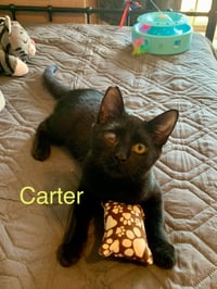 Carter and Tucker - Photo 6