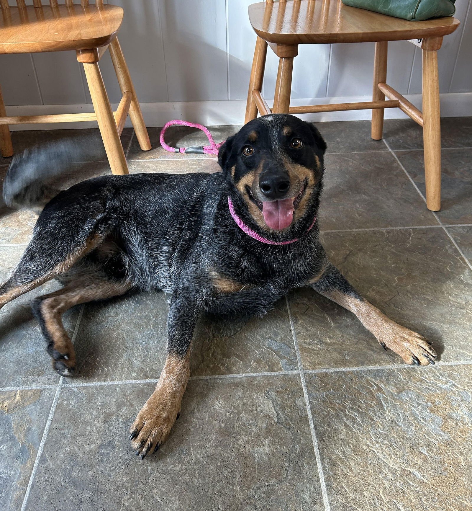 MURPHY - Australian Cattle Dog/Blue Heeler available for adoption