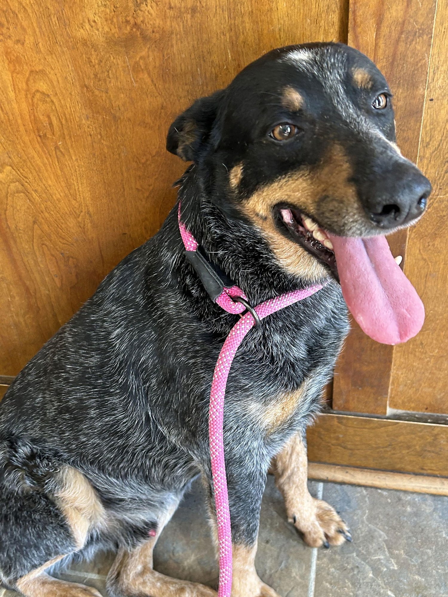 MURPHY - Australian Cattle Dog/Blue Heeler available for adoption