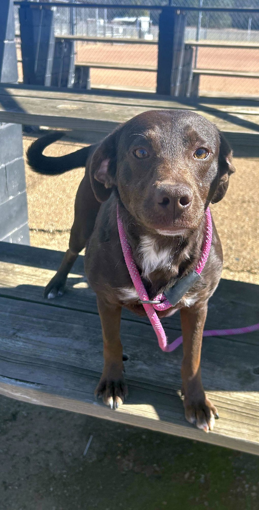 LILAH - Labrador Retriever / Feist available for adoption