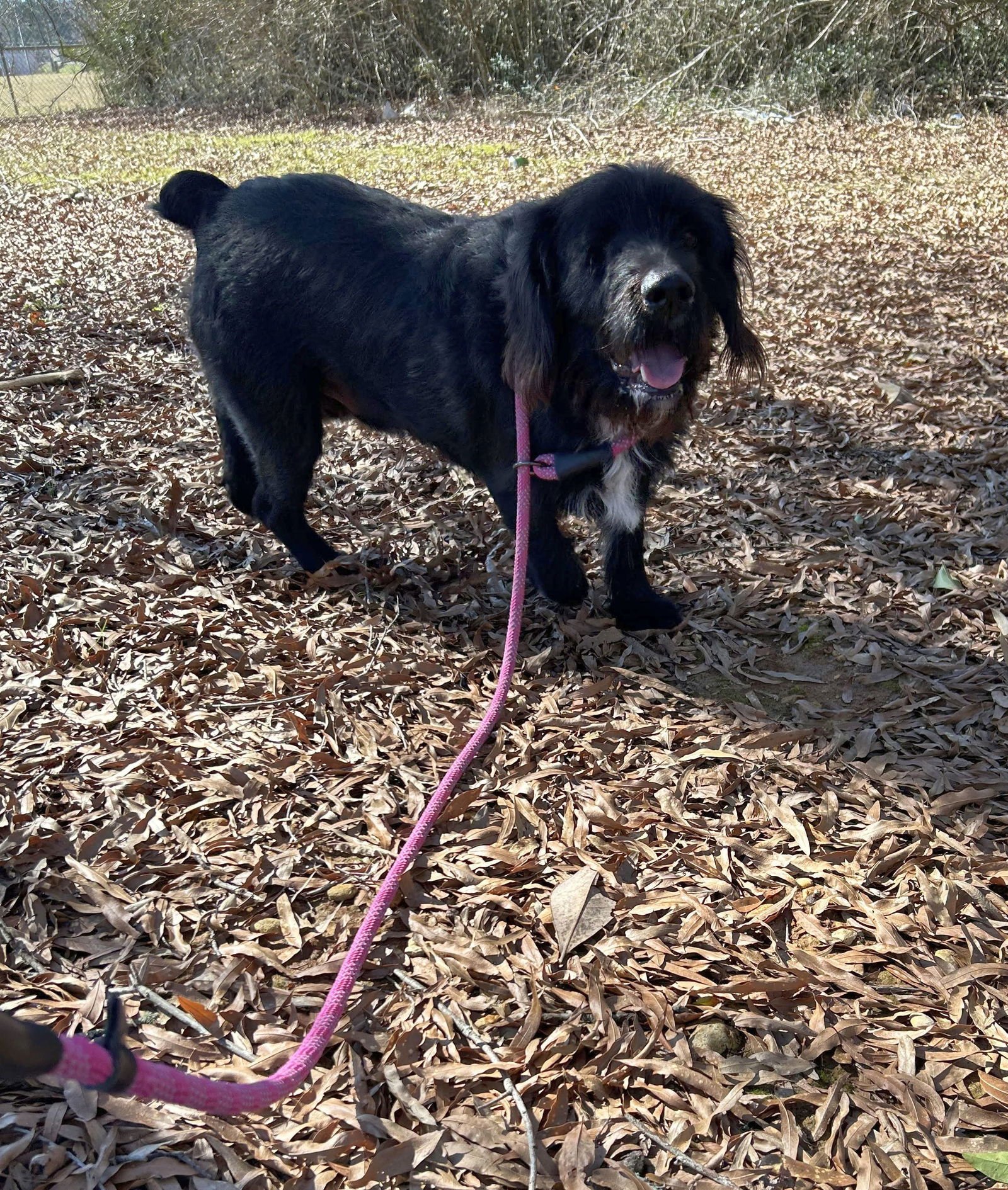 CARLTON - Cocker Spaniel / Newfoundland Dog available for adoption