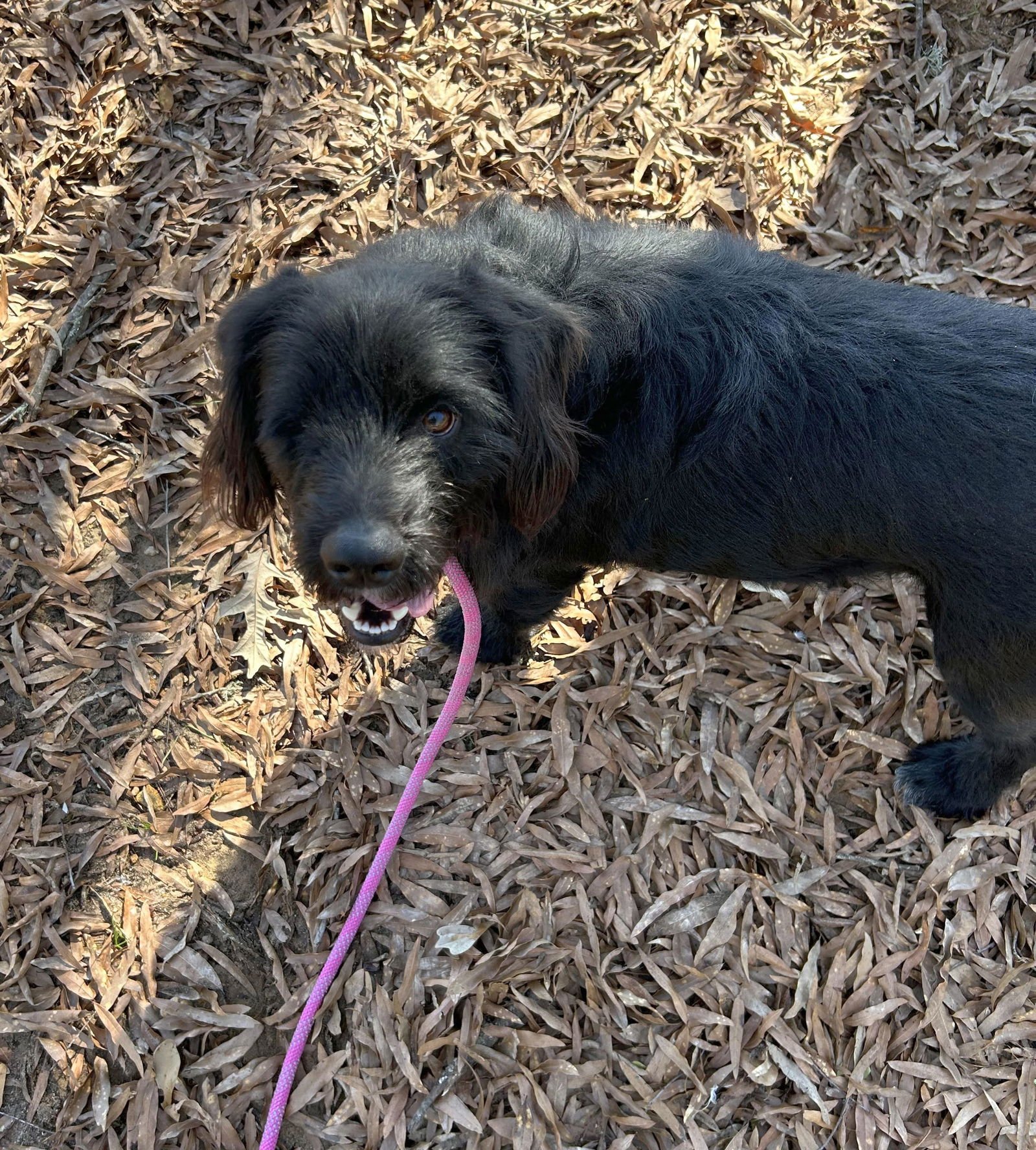 CARLTON - Cocker Spaniel / Newfoundland Dog available for adoption