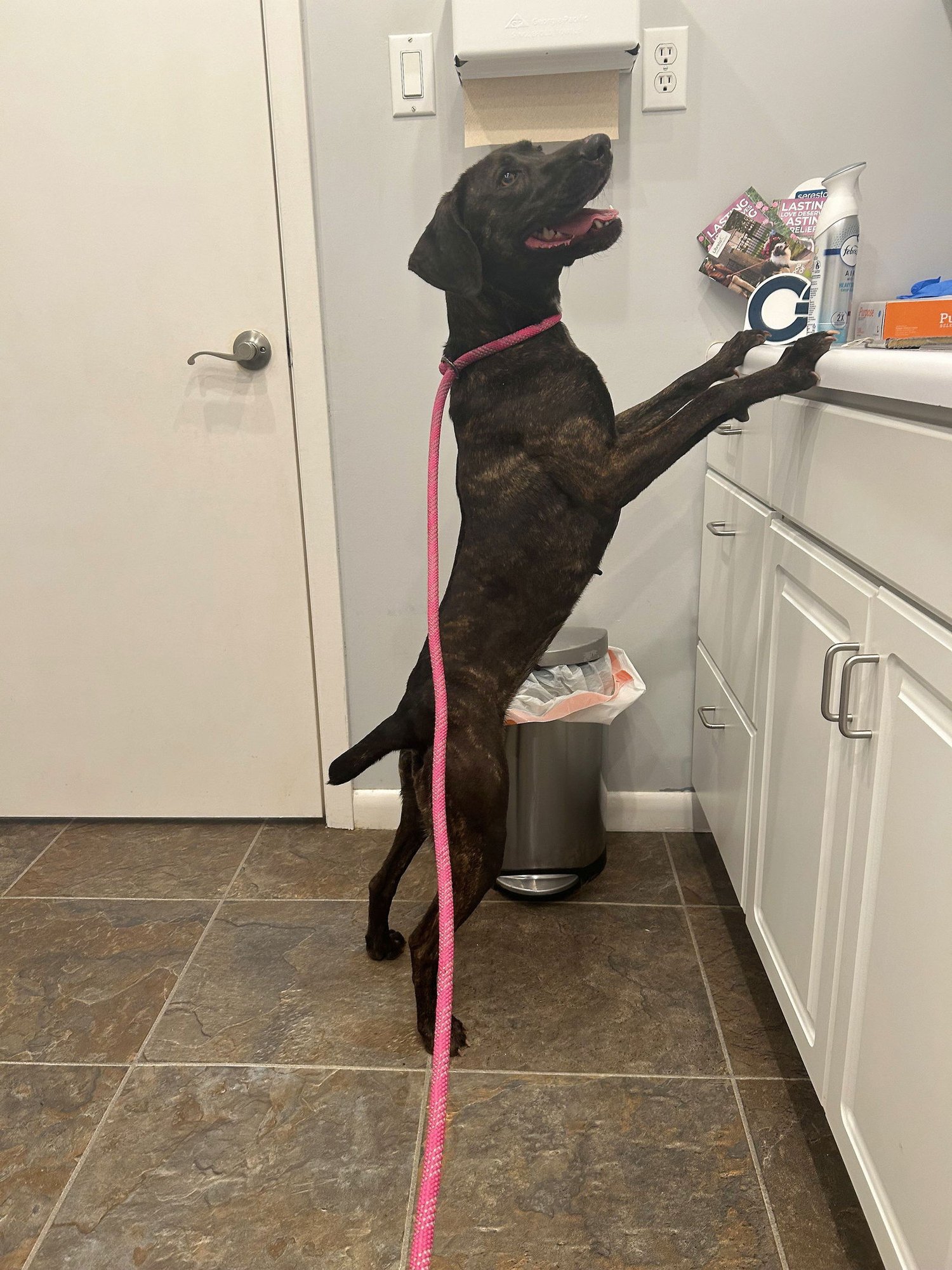 HAZEL - Pointer available for adoption