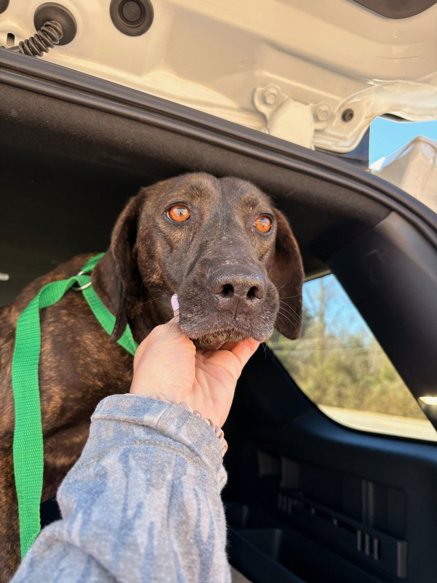 HAZEL - Pointer available for adoption