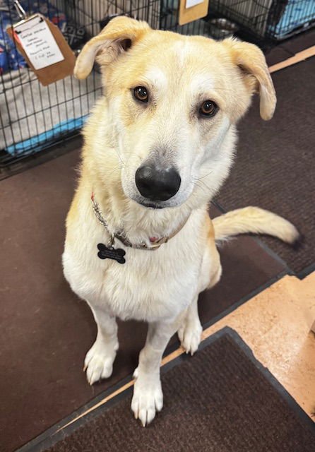 COURTESY POST: DAVIDSON - Maremma Sheepdog available for adoption