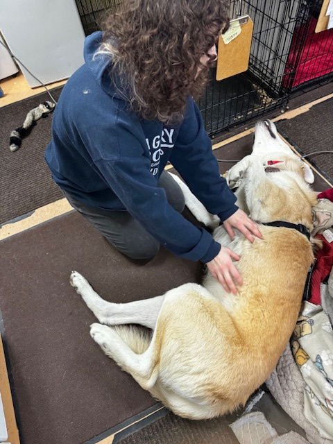 COURTESY POST: DAVIDSON - Maremma Sheepdog available for adoption