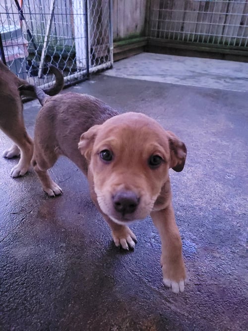 RUBY - Mastiff / Husky available for adoption