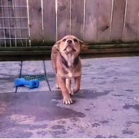 Ruby - Photo 3